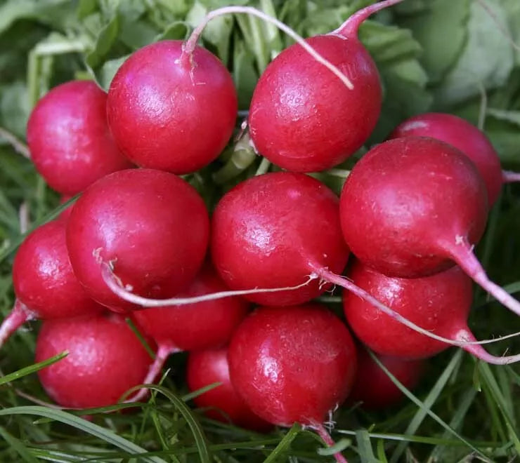 Radish Seeds 200+ Pack Cherry Belle Raphanus sativus, Vibrant Red Garden Vegetables for Cooking