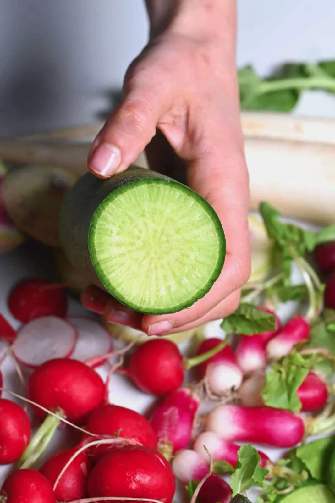 Green Meat Radish Seeds - 500+ Count - Raphanus sativus - Non-GMO - USA Grown - Perfect for Home Gardening