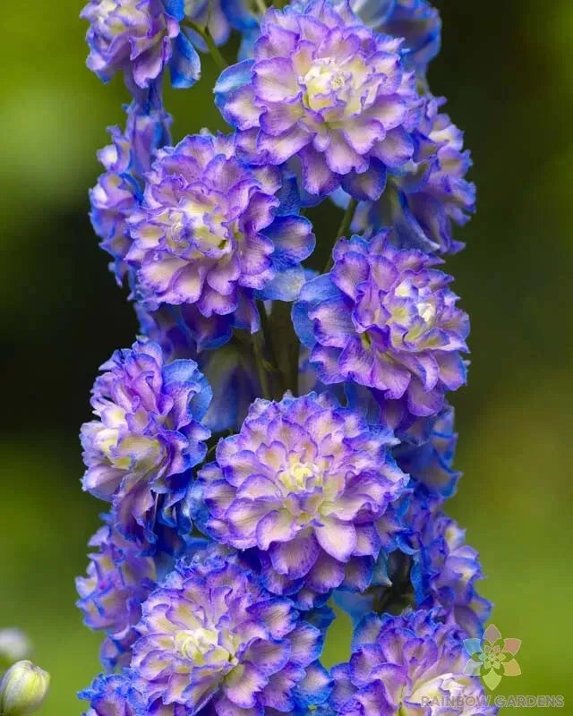 Highlander Bolero Delphinium Seeds - 200+ Premium Seeds - Delphinium elatum - Blue Lavender Blooms - USA Cultivar