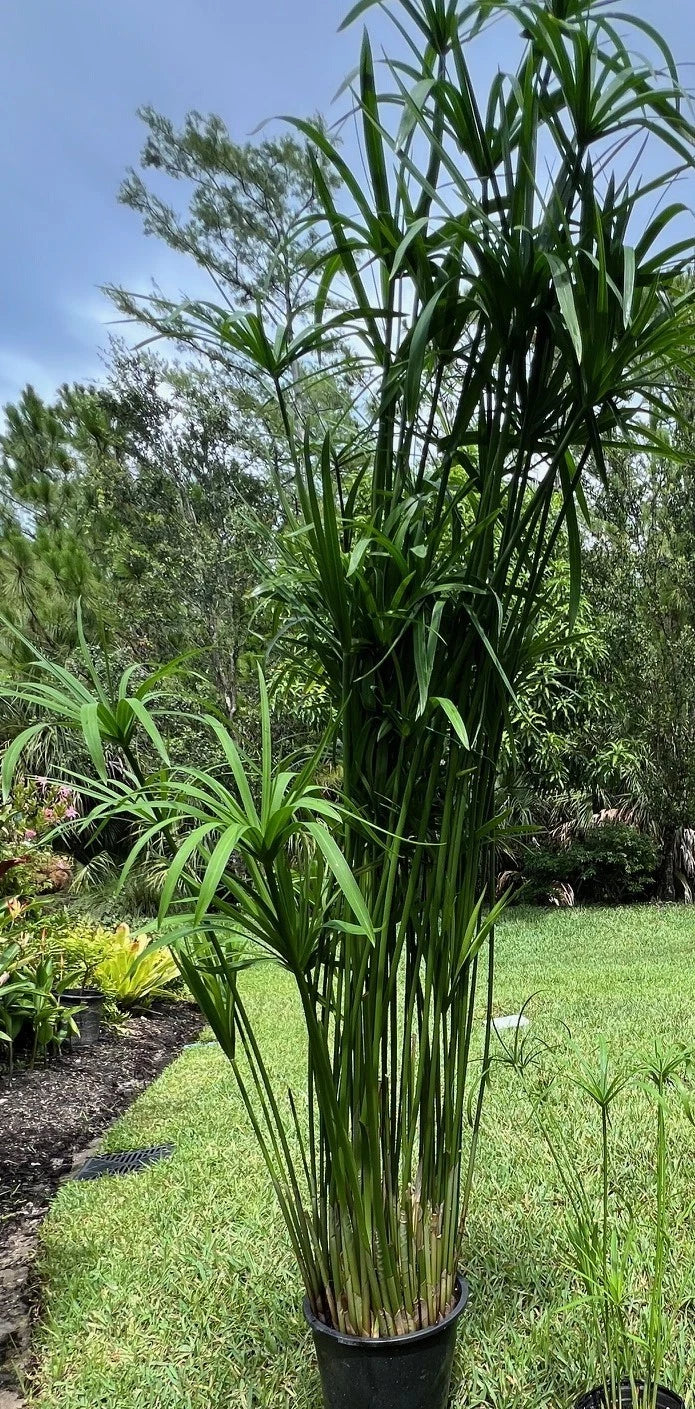 Umbrella Palm Plant 4" Pot Cyperus alternifolius Indoor Outdoor Decorative Foliage Easy Care
