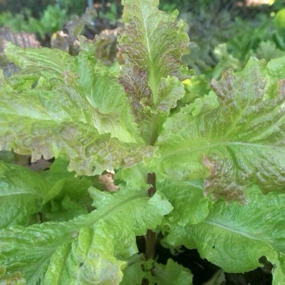 Organic Lettuce Seeds - 200+ Prizehead Leaf - Heirloom Variety for Home Gardening - Lactuca sativa - Non-GMO