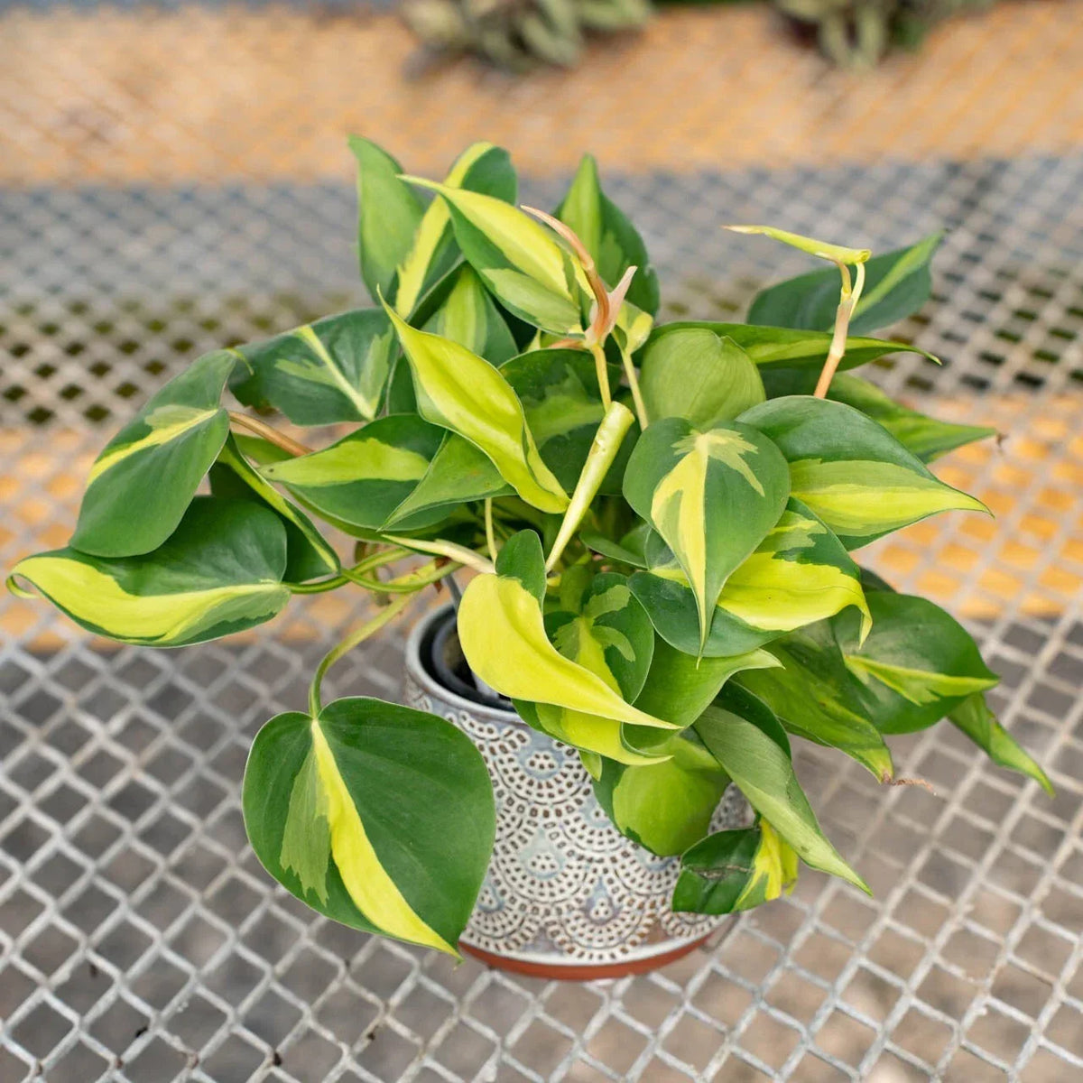 Variegated Philodendron Brasil Starter Plant 4" Live Well-Rooted Plug, Philodendron hederaceum 'Brasil', Indoor Tropical Vine