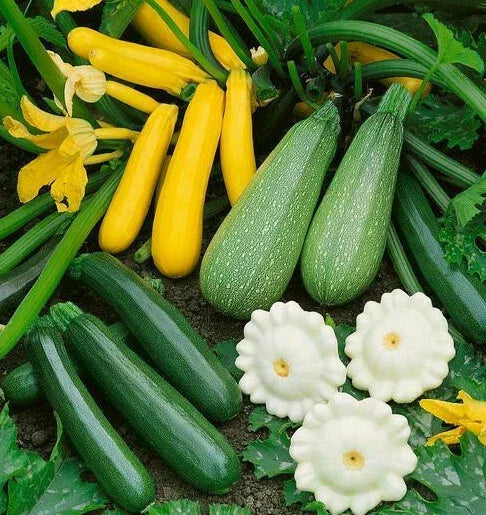 Summer Squash Seeds - Mixed Variety Pack - Zucchini, Patty Pan, Crookneck, Straightneck, Scallop - Cucurbita pepo