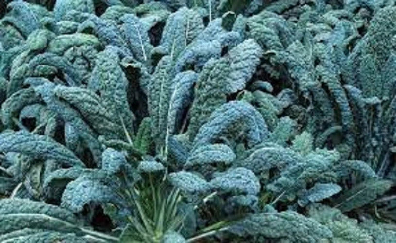 Organic Heirloom Kale Seeds - Lacinato, Dinosaur Kale - Non-GMO, Fresh Garden Seeds - Brassica oleracea var. sabellica