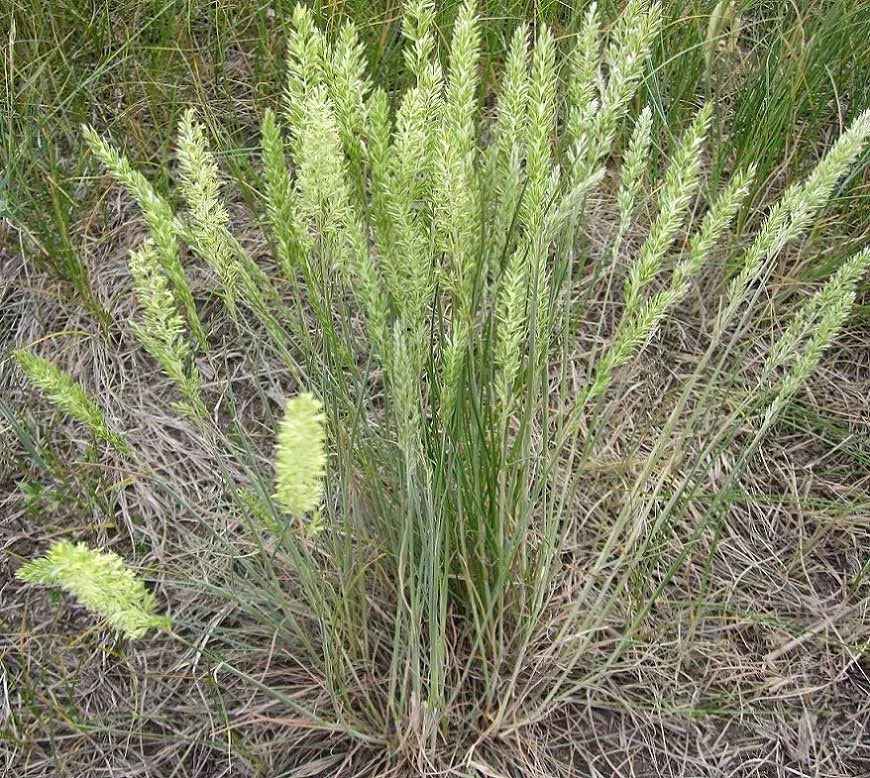 250 Seeds June Grass Perennial Ornamental Plant - Koeleria macrantha - Easy to Grow for Vibrant Landscaping