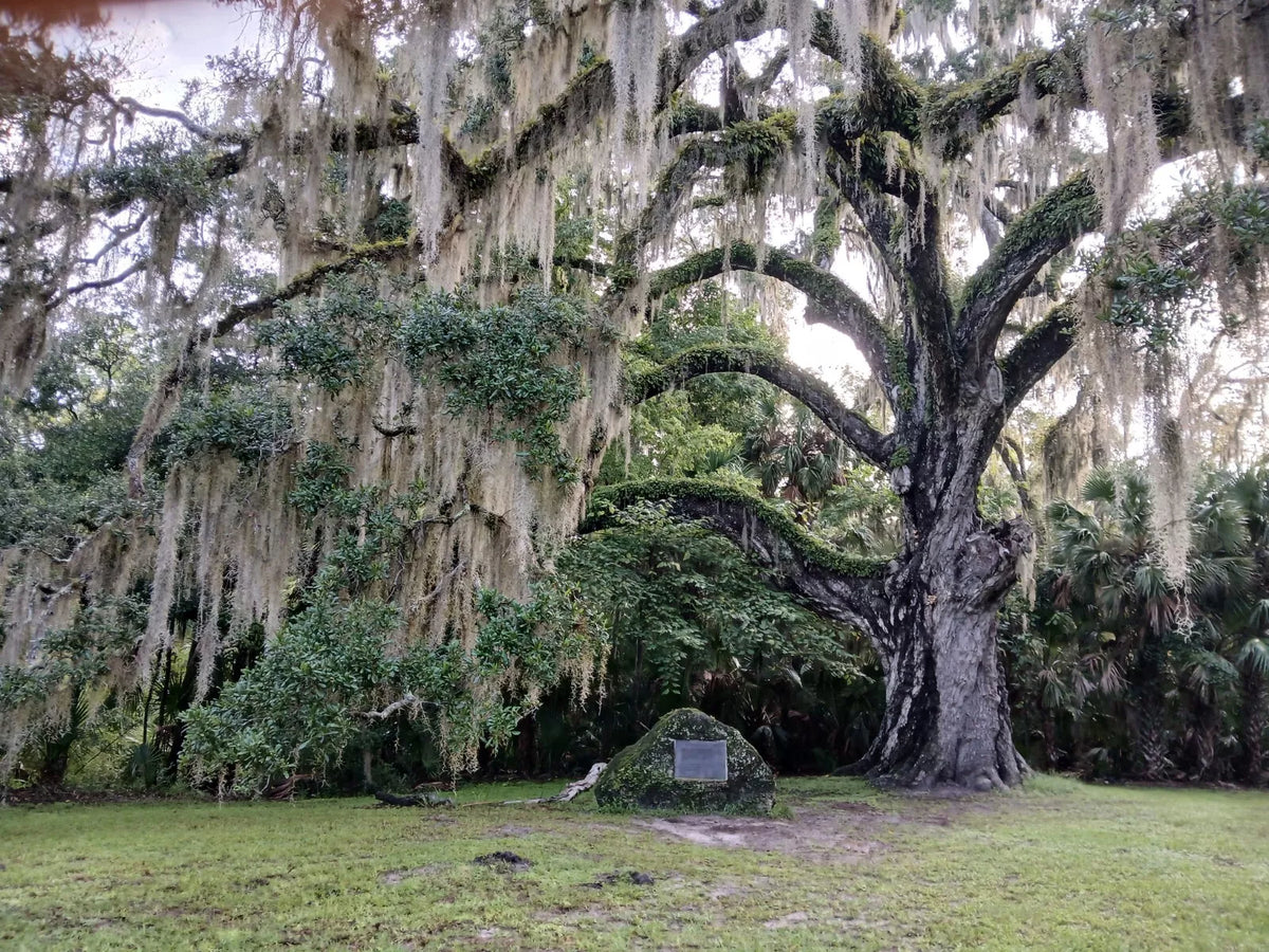 Live Oak Tree 4 Pack 6"-12" Rooted Florida Evergreen Quercus Virginiana Plants for Landscaping and Shade