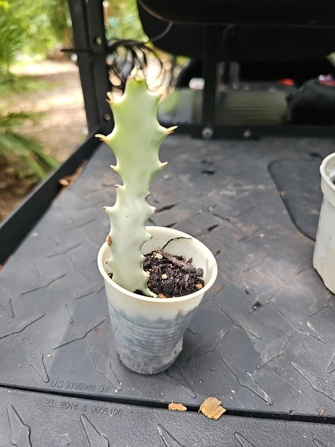 Euphorbia Lactea White Ghost Variegated Dragon Bone Cactus 7" - Rooted Succulent Plant - Unique Indoor/Outdoor Decor