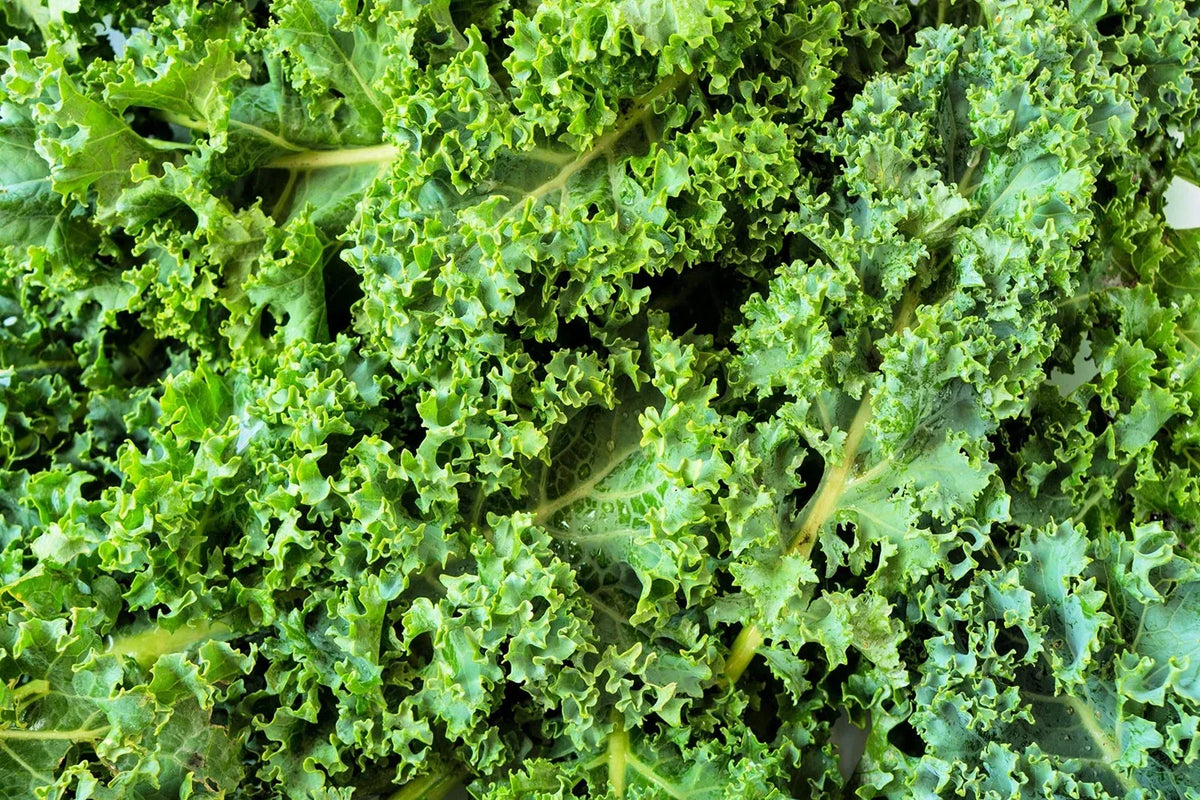 Dwarf Kale Seeds 100+ Seeds Dwarf Blue Kale Brassica oleracea var. sabellica for Home Gardening and Container Planting