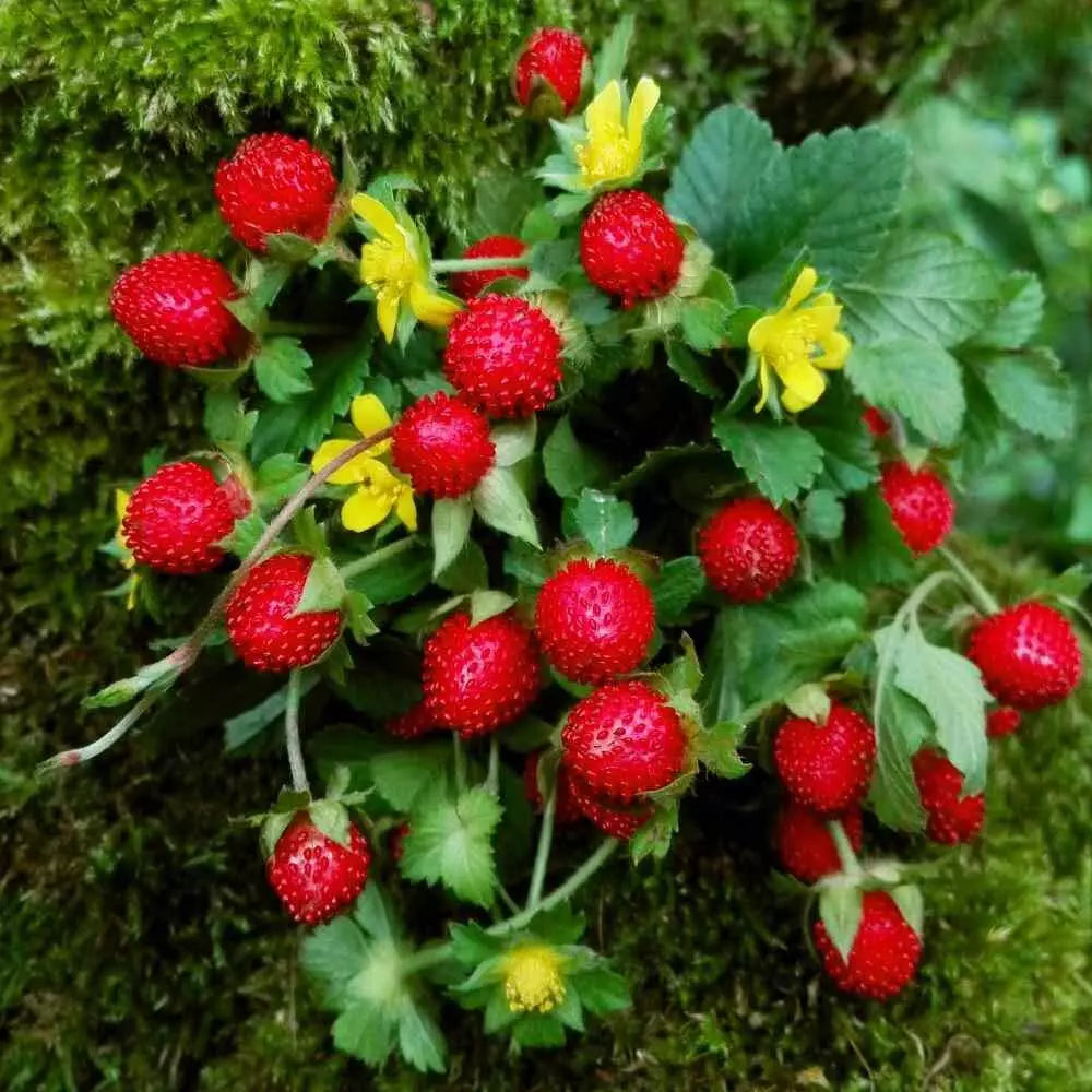 Indian Strawberry Vine Seeds (100 Seeds) - Duchesnea indica, Edible Ground Cover, Hardy Perennial, Sweet Fruit Production
