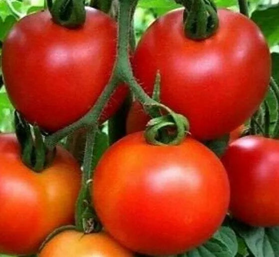Moneymaker Tomato Seeds 100+ Pack, Indeterminate Variety, Solanum lycopersicum, Perfect for Vegetable Garden