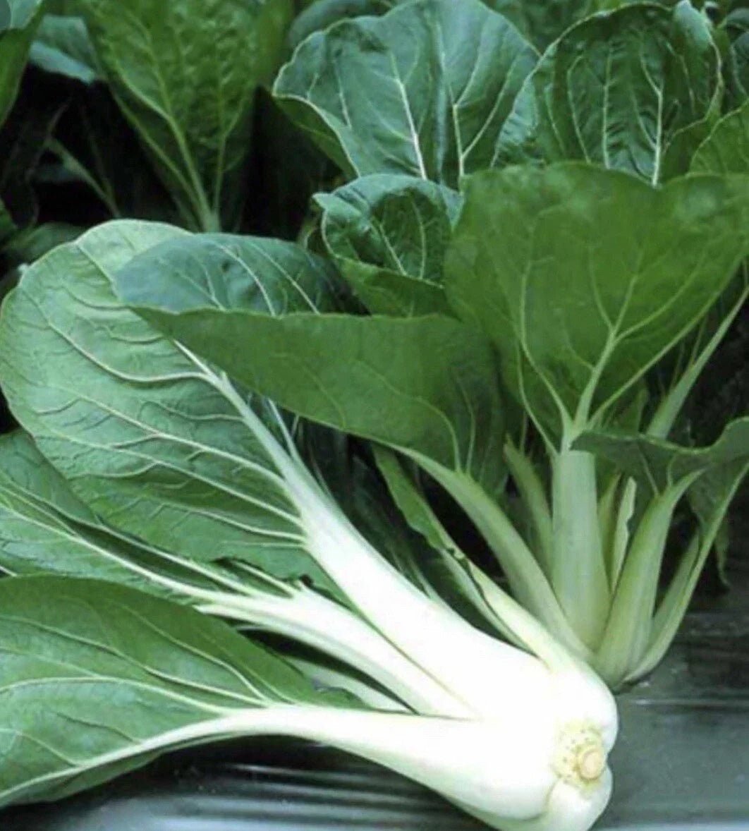 Pechay Seeds 200+ Count Chinese Cabbage Pak Choi Brassica rapa - Fast-Growing Vegetable for Home Gardens and Containers