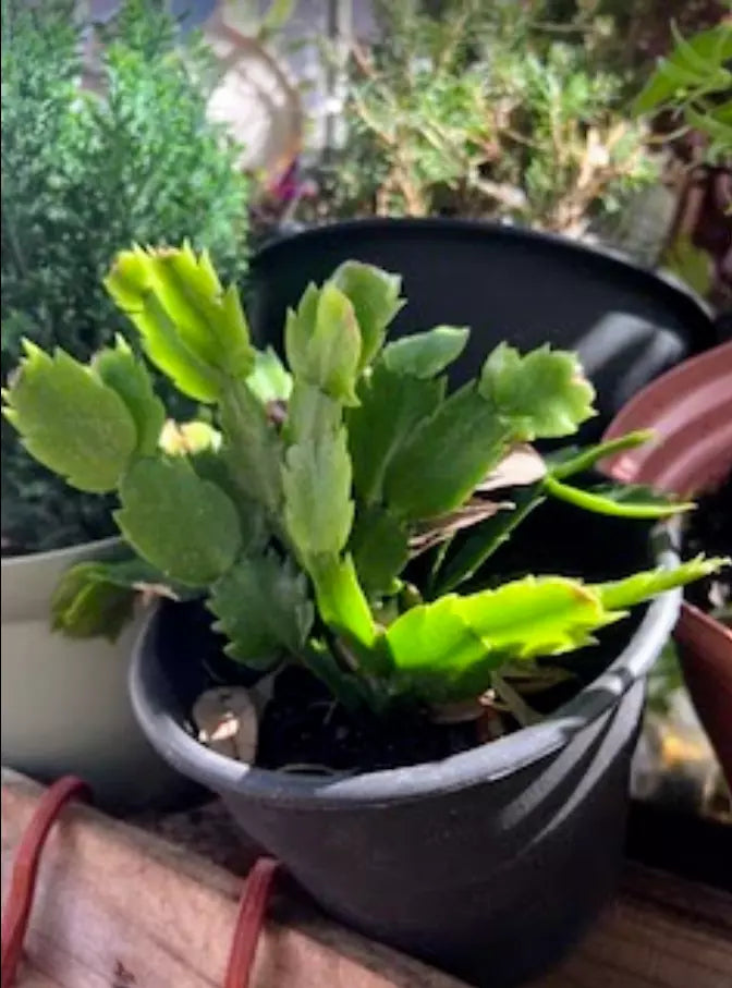 Thanksgiving/Christmas Cactus Live Plant in Pot - Vibrant Pink Blooms - Schlumbergera spp. - Holiday Decor Plant