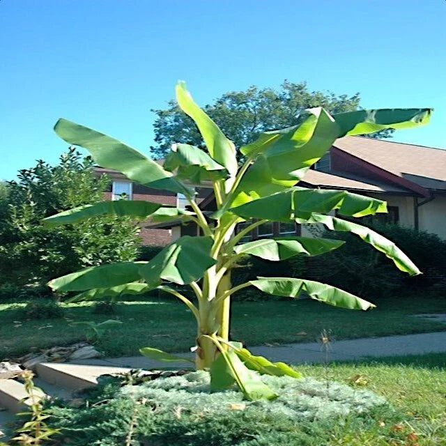 Dwarf Cavendish Banana Tree Seeds - 10 Pack - Musa acuminata - Hardy Tropical Fruit for Home Garden