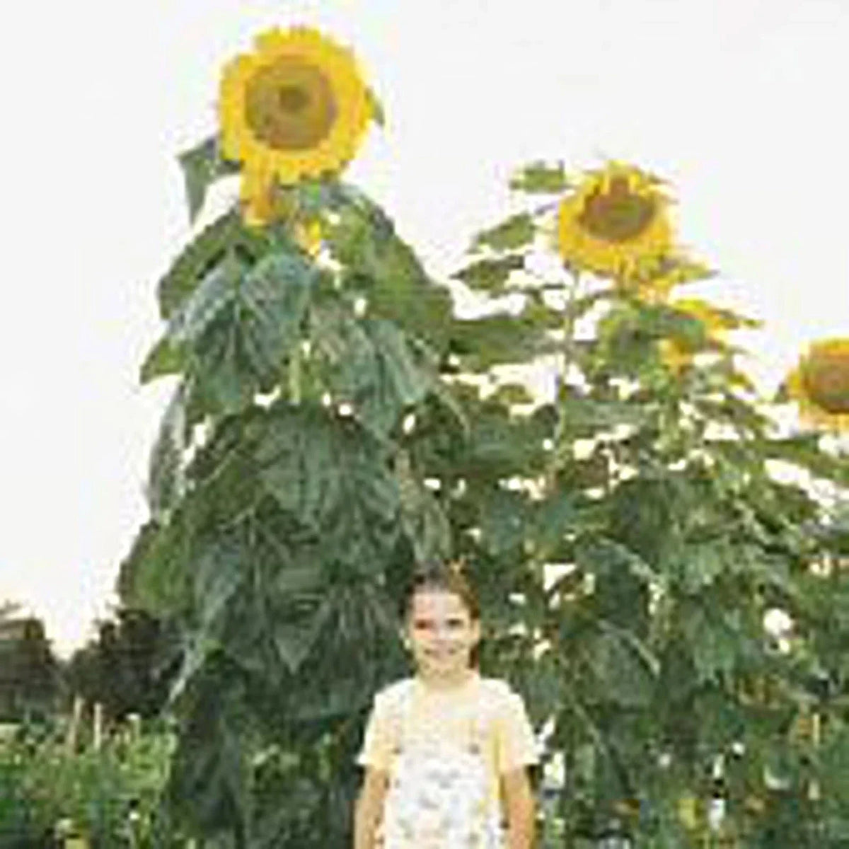 Sunflower Seeds 20+ Non-GMO Skyscraper Helianthus annuus | Tall Yellow Flowers for Garden Planting