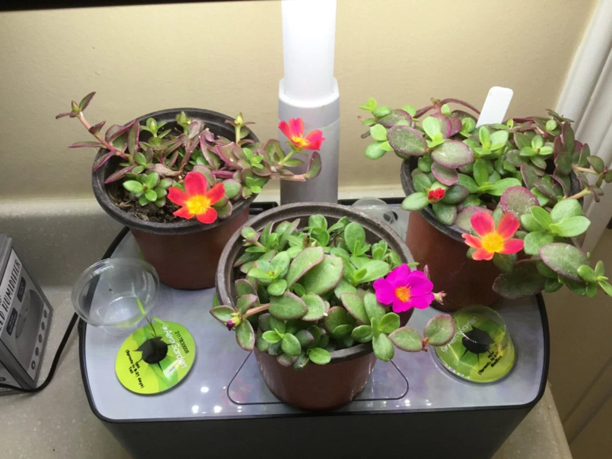 Aerogarden Flower Cuttings 8-Color Mix for Indoor Gardening - Hydroponic Plants (Various Species)