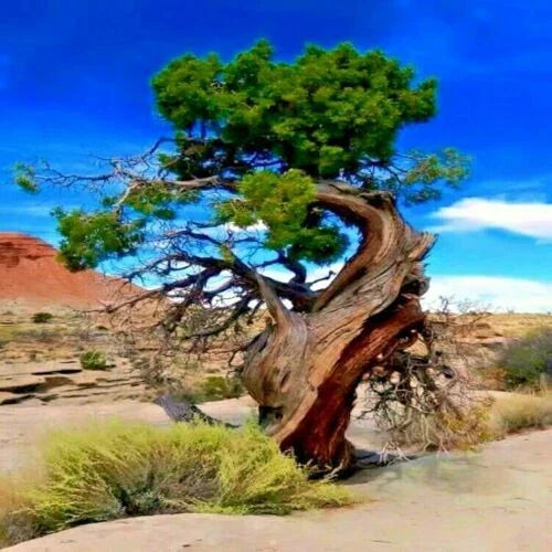 Bristlecone Pine Seeds 20 Pack - Pinus aristata - Oldest Living Tree Seeds for Planting, Unique Twisted Growth Habit