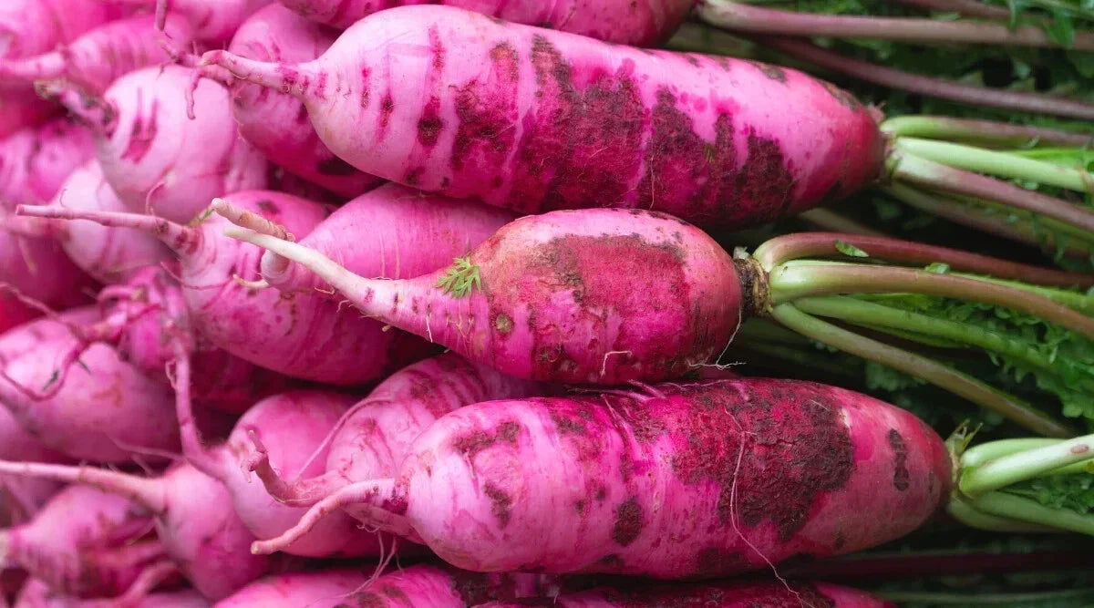 Pink Summercicle Radish Seeds - 500+ Count - Raphanus sativus - Non-GMO, USA Grown, Fast-Maturing Garden Seeds