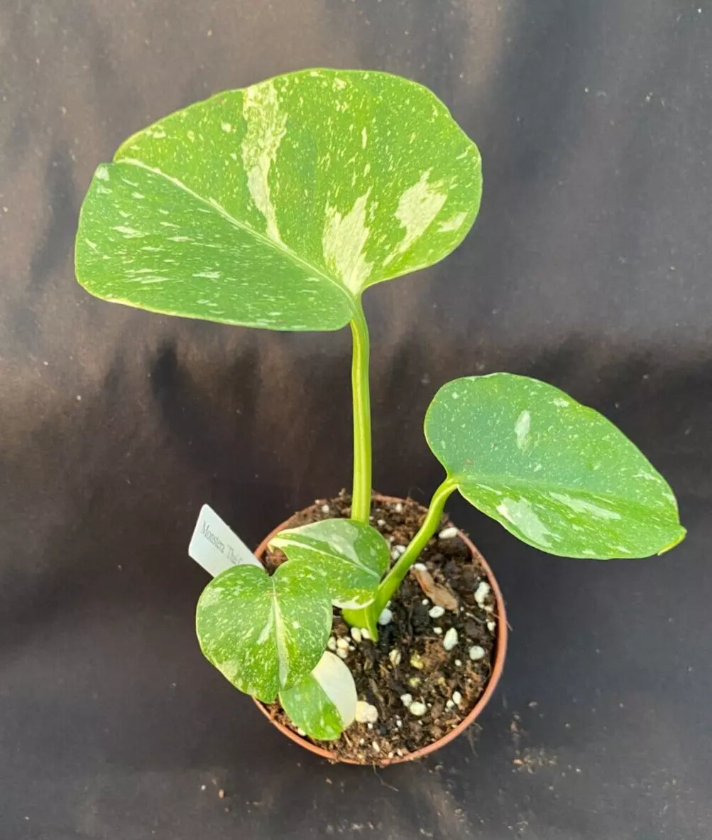 Monstera Thai Constellation Plant 3" Pot Variegated Foliage Monstera deliciosa 'Thai Constellation' Indoor Houseplant