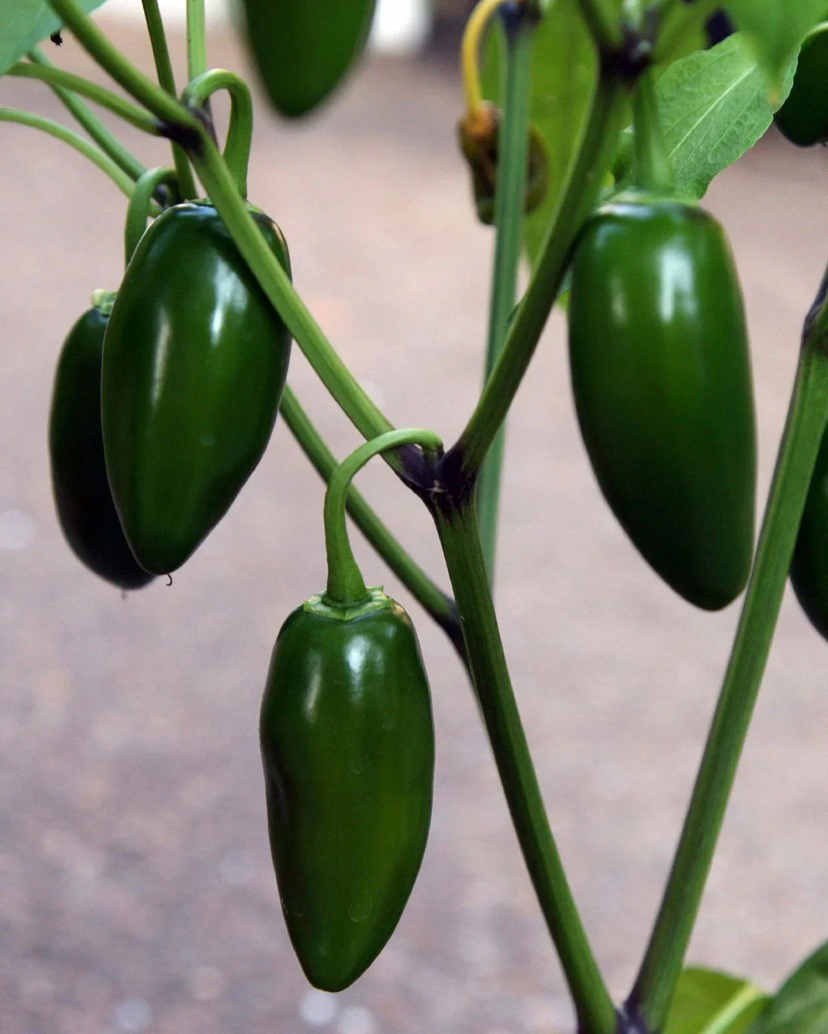 Jalapeno Pepper Live Starter Plants Set of 2, 4-6 Inches, Capsicum annuum, Unpotted for Optimal Growth, Fresh Garden Plants