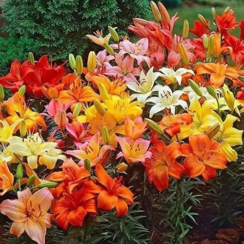 Mixed Color Lily Bulbs for Planting, Lilium spp. - Perennial Flower Bulbs for Gardens and Landscapes