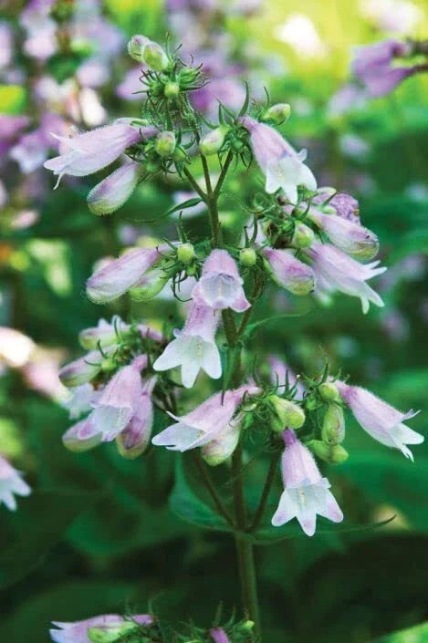 Calico Beardtongue Seeds (50 Seeds) - Penstemon calycosus, Colorful Native Wildflower for Perennial Garden