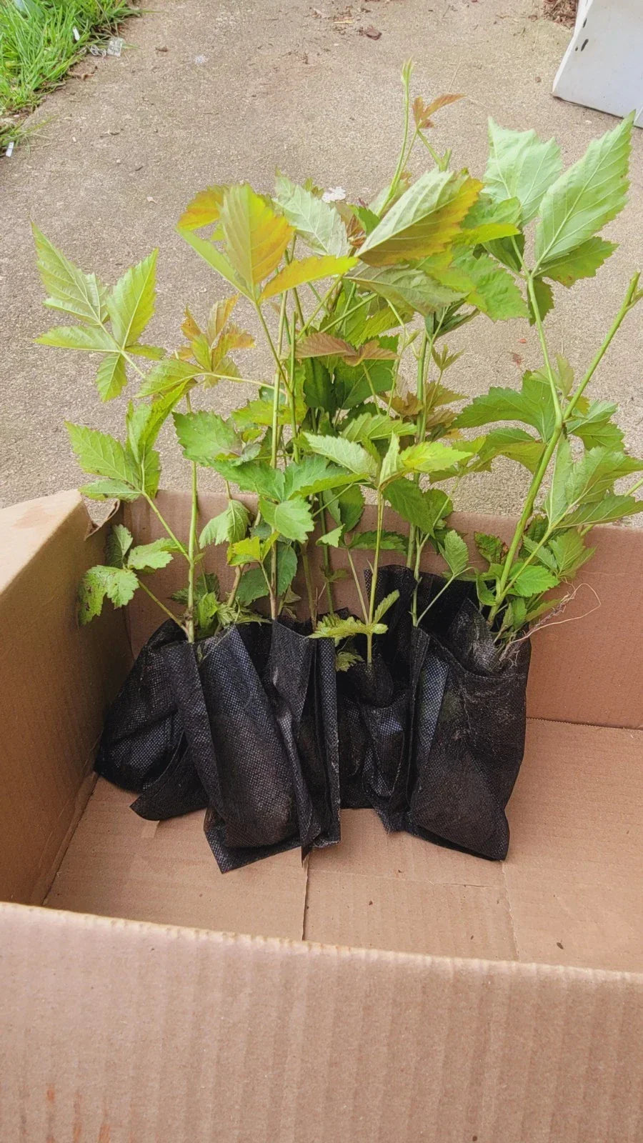 10pcs Thorny Dew Berry Blackberry Plants, 5"-10" Rooted, Rubus caesius - Perfect for Gardens, Sweet Juicy Berries