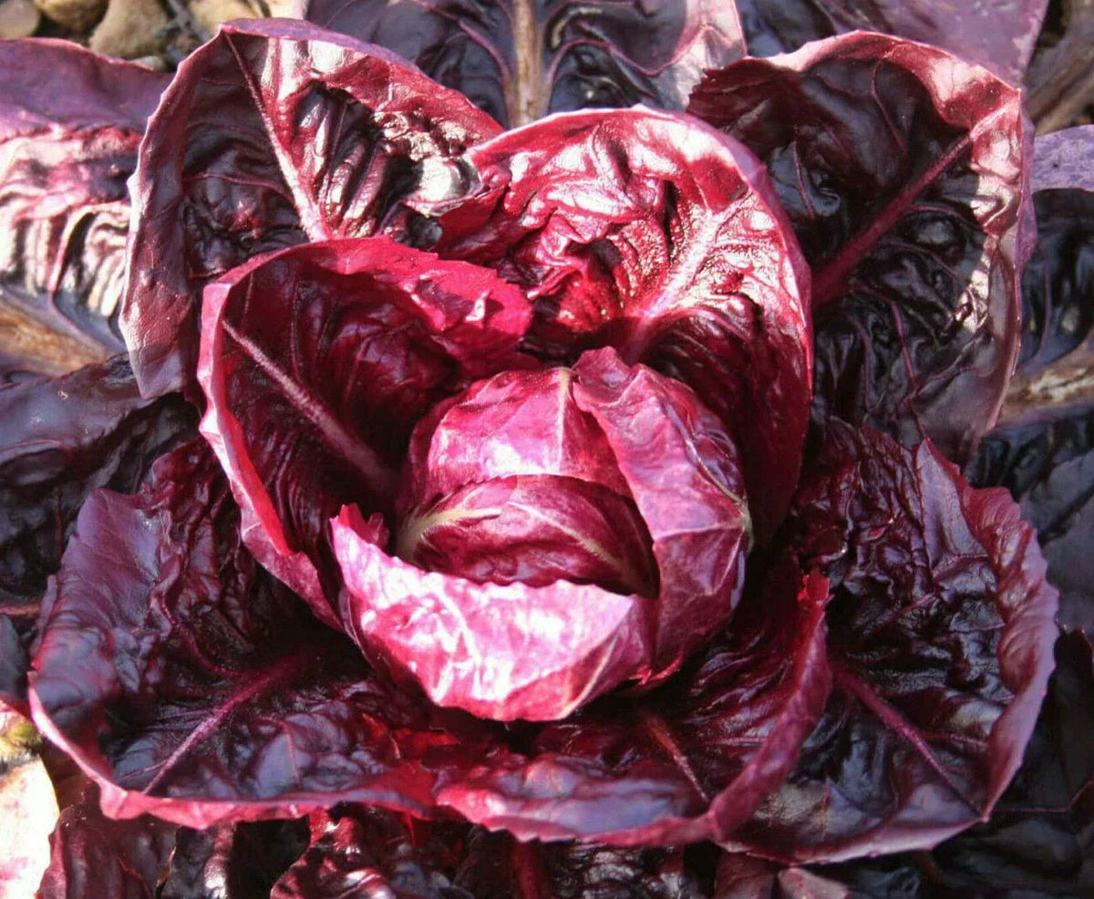 Palla Rossa Radicchio Seeds | Italian Red Leaf Lettuce | Cichorium intybus | Non-GMO, High Germination, Container Garden