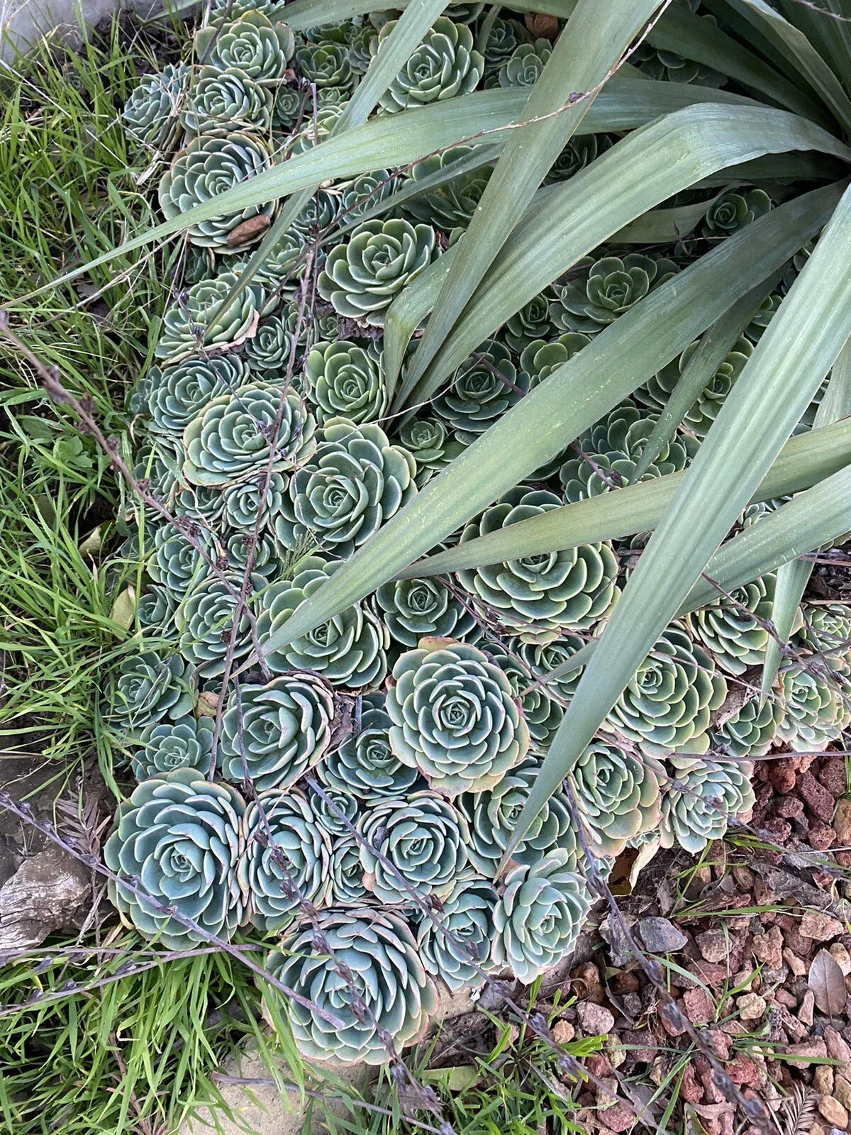 Echeveria Succulent Cuttings Pack - Lot of 5 Pieces, 3 Inch Wide, Echeveria Secunda, Drought-Tolerant Rosette Plants