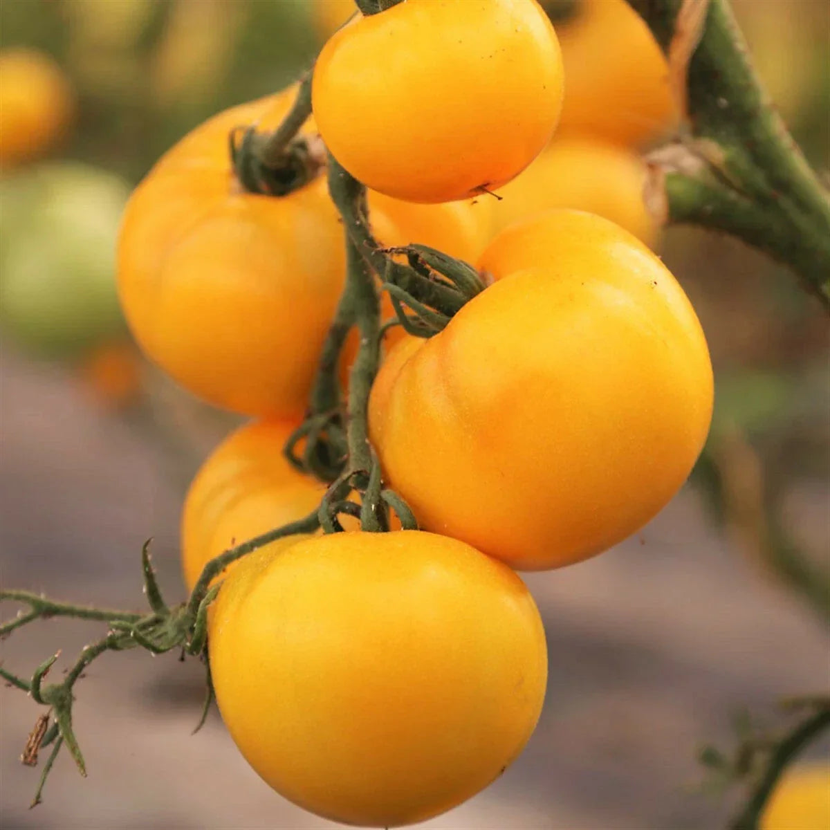 Golden Jubilee Tomato Seeds - 20 Count - Indeterminate Heirloom Yellow - Solanum lycopersicum - Non-GMO Garden Seeds