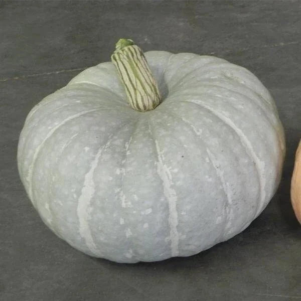 Silver Moon Pumpkin Seeds | 10 Seeds Packet | Silver Stacker Variety | Cucurbita pepo - Unique Silvery-White Pumpkins