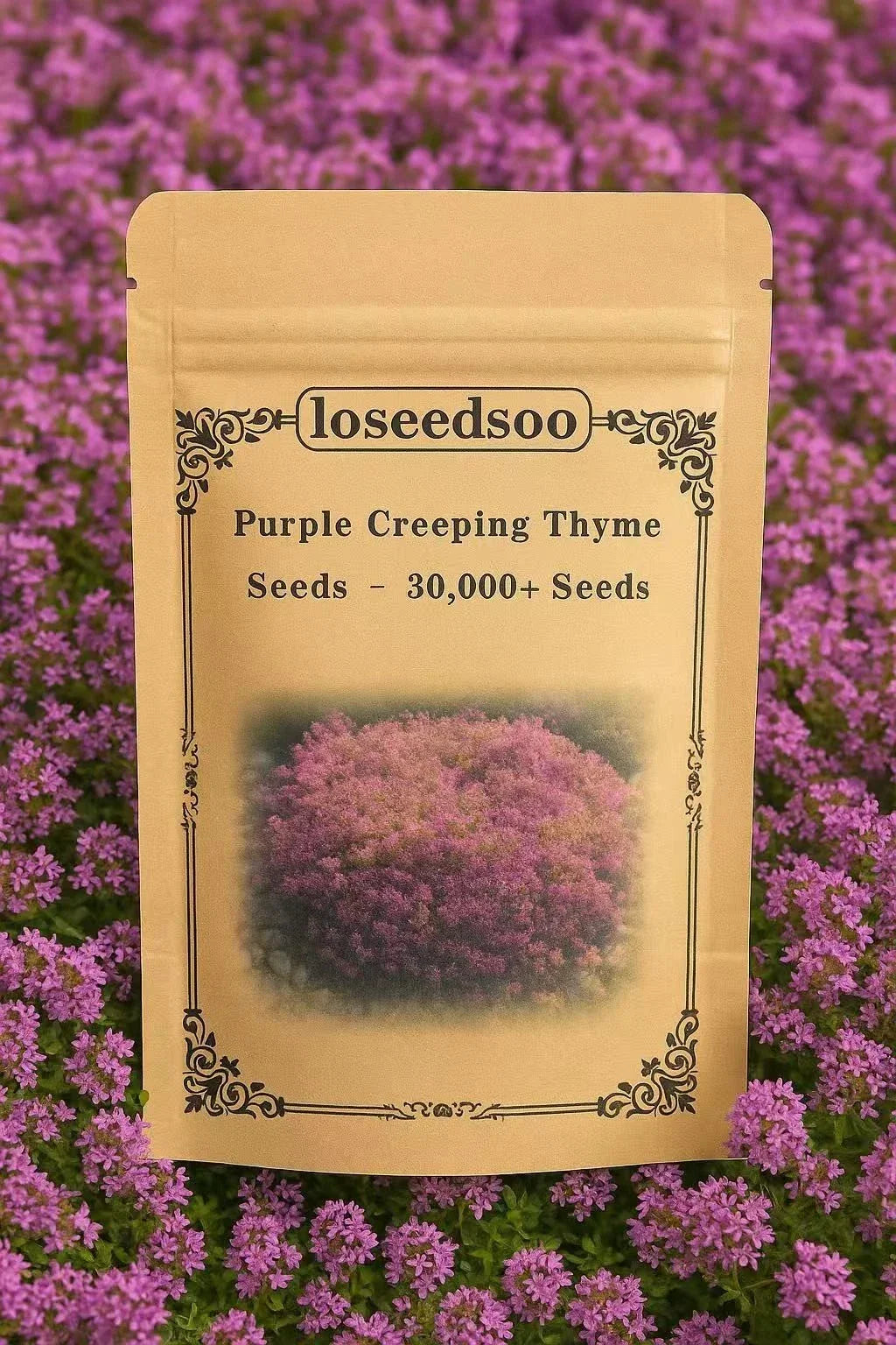 Creeping Thyme Seeds - 30,000+ Non-GMO Purple Ground Cover Perennial - Thymus serpyllum - Heirloom Garden Seeds