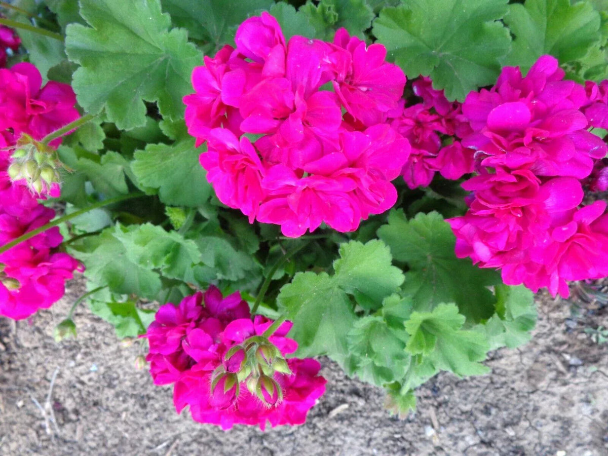 Magenta Geranium Starter Cuttings - 3x6" Fresh Pelargonium Live Plant - Vibrant Flowers for Garden or Indoor Decor