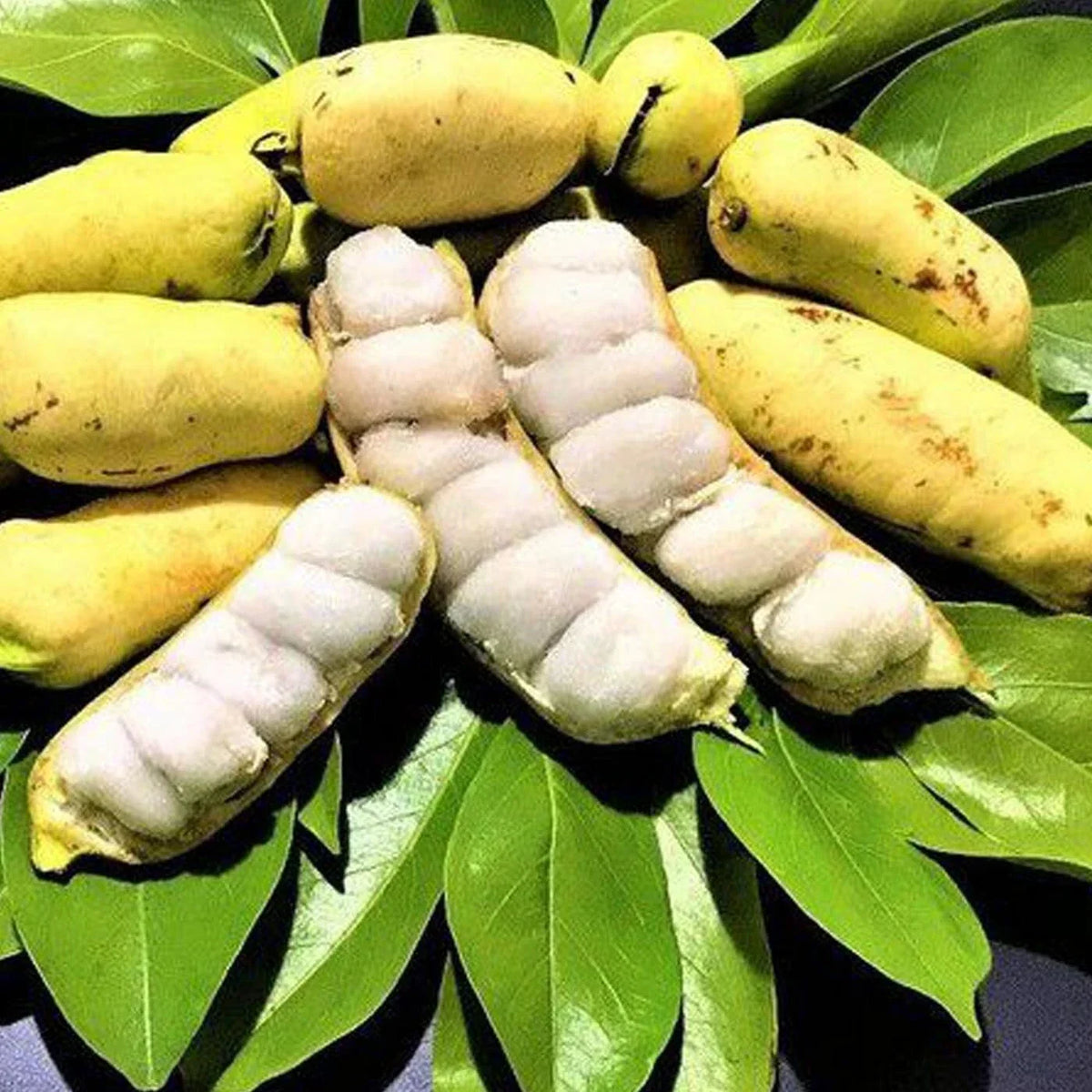 Live Ice Cream Bean Tree Seedling 6" Edible Tropical Fruit Tree Inga edulis - Unique Sweet Pods for Desserts & Smoothies