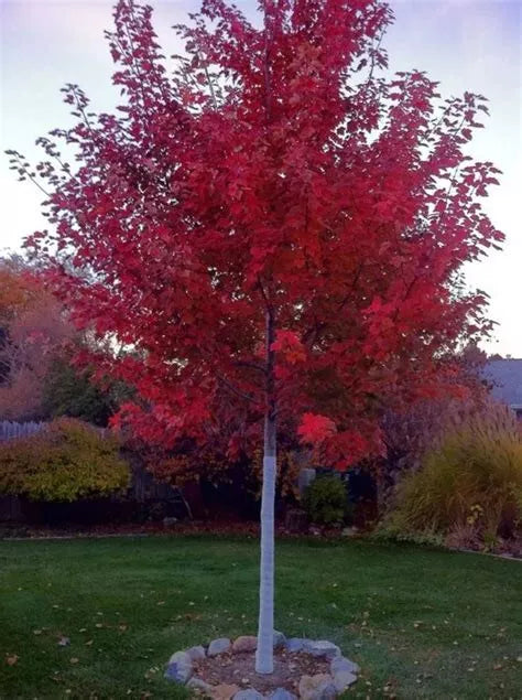Drummond Red Maple Seedling 10+ Inches Bare Root Acer rubrum Drummondii Live Tree for Garden Landscaping