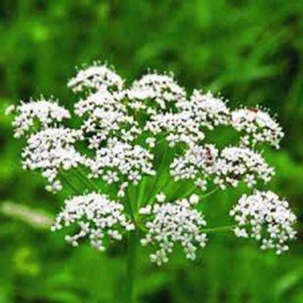 Anise Seeds, 200+ Heirloom Seeds, Culinary Herb & Spice, Pimpinella anisum, Unique Flavor & Aroma for Gardening