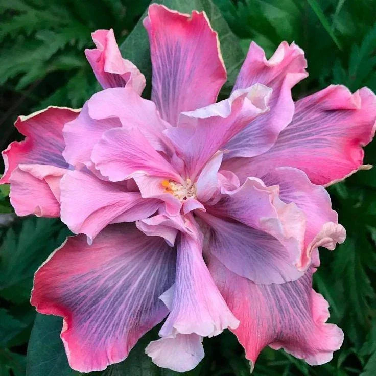 Rooted Tropical Hibiscus Plant - Marianne Charleton - Bare Root - Hibiscus rosa-sinensis - Vibrant Blooms for Garden & Home