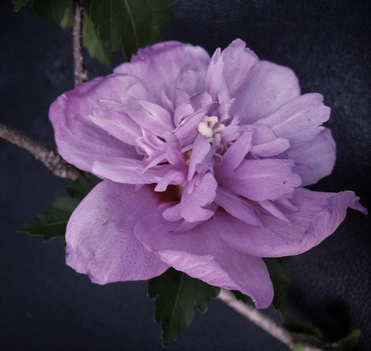 Live Plant Starter Bush Tree, Double Purple Rose of Sharon, Hibiscus syriacus, Attractive Blooms, Low Maintenance, 6" to 1' Height