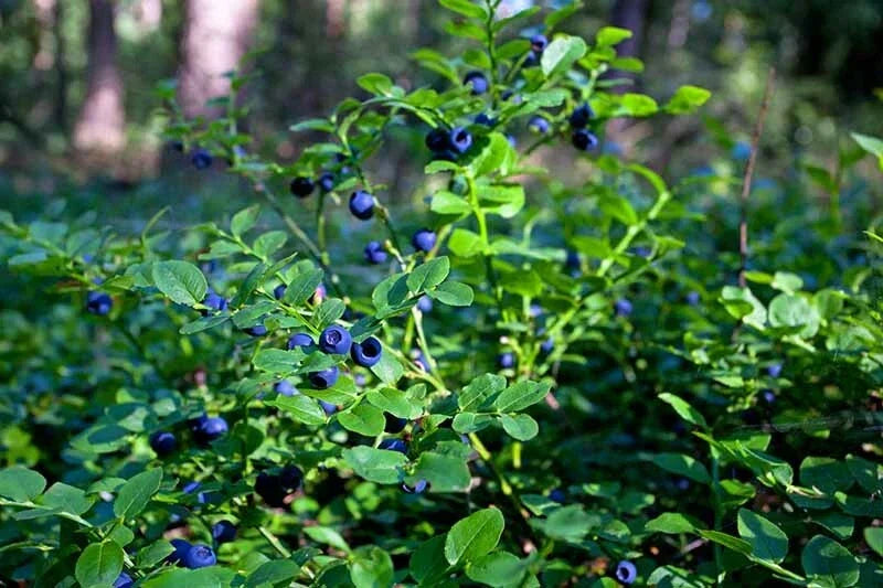 Lowbush Blueberry Seeds - 30 Count - Organic Vaccinium angustifolium - American Grown - Ideal for Small Gardens and Containers