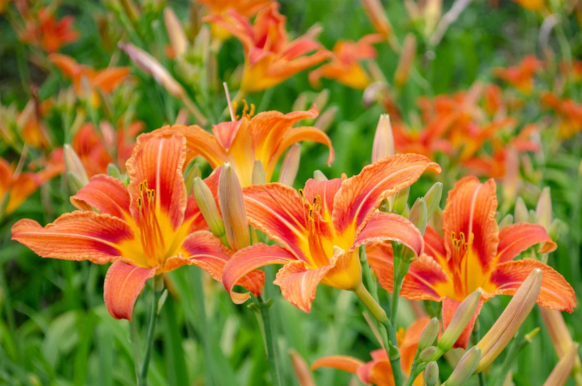 10 Organic Orange Daylilies Plants - Hemerocallis spp. - Edible, Butterfly Attracting, Low Maintenance, Bare Root