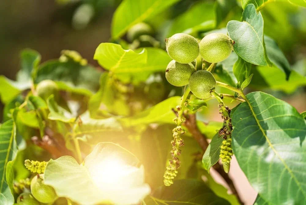 Dwarf Walnut Seeds - 2 Pack - Jupiter's Acorn - Juglans regia - Compact Growth for Small Spaces, Edible Walnuts