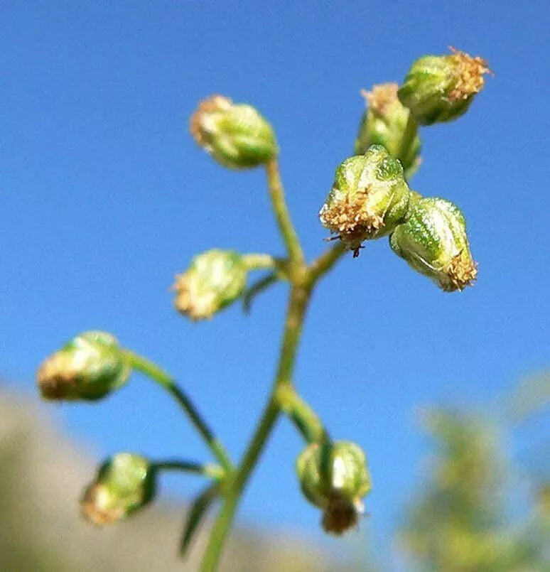 Tarragon Herb Seeds 50 Pack - Dragon Herb - Artemisia Dracunculus for Culinary Gardening