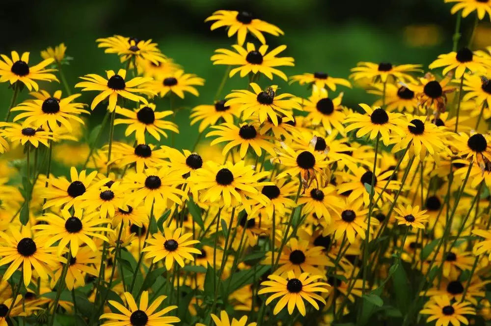 Black Eyed Susan Flower Seeds - 500+ Count Perennial - Rudbeckia hirta - Vibrant Yellow Blooms - Made in USA