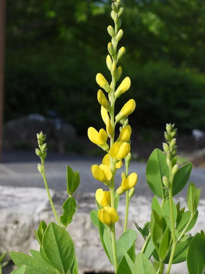 Baptisia Screaming Yellow Seeds - 10 Butterfly-Attracting Seeds - Perennial Wild Indigo (Baptisia tinctoria)