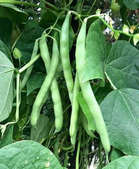 Blue Lake Pole Bean Seeds - 50 Ct Non-GMO Heirloom Vegetable Seeds (Phaseolus vulgaris) for Home Garden