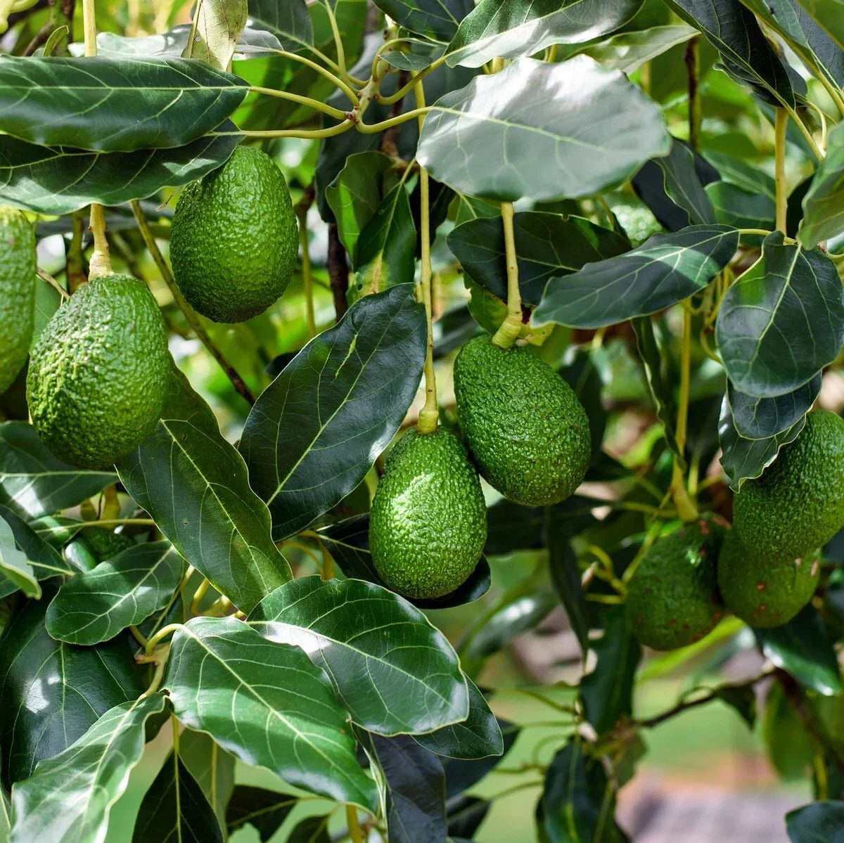 Bacon Avocado Tree Cuttings 2 PCS Scions Persea americana Fresh Grafting Cuttings for Home Garden