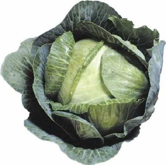 1000+ Cabbage Seeds - Heirloom Early Jersey Wakefield - Non-GMO - Fresh Cabbage Seeds for Home Garden
