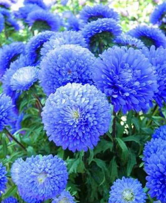 Blue Aster Flower Seeds - 50 Perennial Wildflower Seeds - Aster azureus - Non-GMO, Attracts Pollinators, Easy to Grow