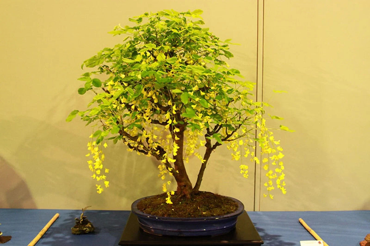 Dwarf Golden Raintree Seeds - 10 Pack Ornamental Bonsai, Koelreuteria paniculata, Vibrant Yellow Flowers, Easy to Grow