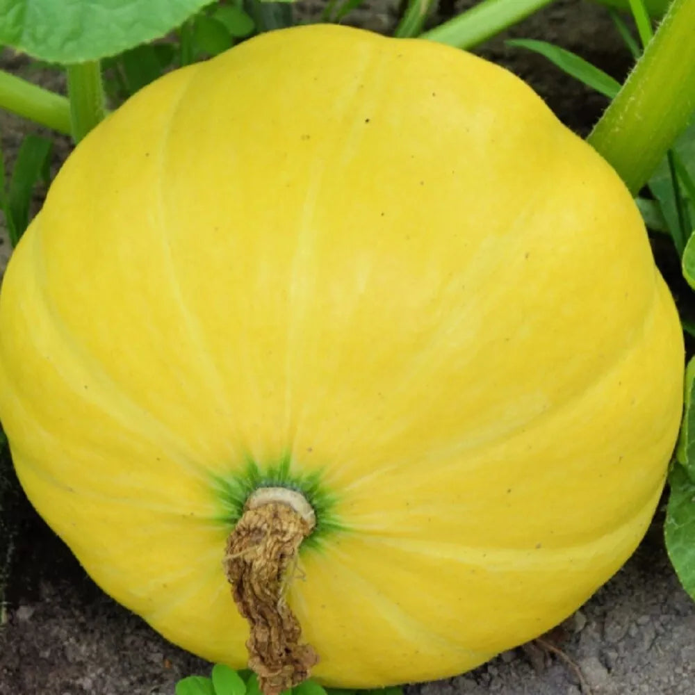 Yellow Paris Pumpkin Seeds | NON-GMO Heirloom | Cucurbita pepo | Fresh Garden Seeds for Baking & Decorations