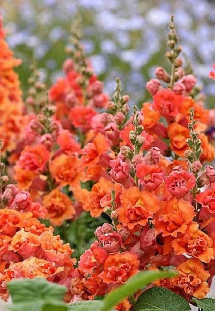 Bright Orange Hollyhock Seeds - 25 Perennial Flower Seeds - Alcea rosea - Easy to Grow, Attracts Pollinators